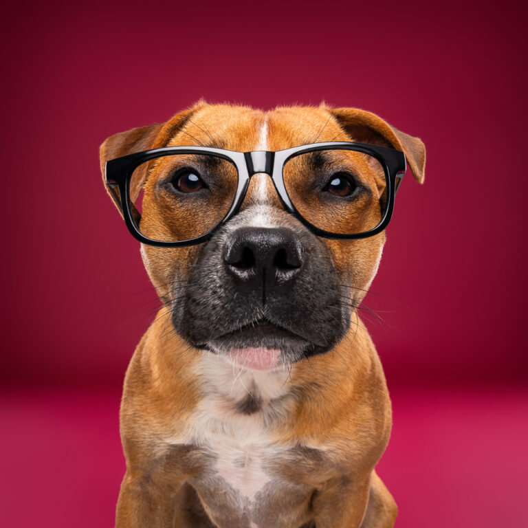 Staffie - Photo Chien Studio - Photographe : Cani Studio