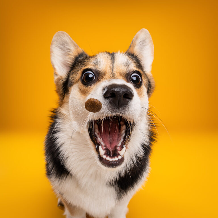 Corgi Pembroke Tricolore - Photo Chien Studio - Photographe : Cani Studio