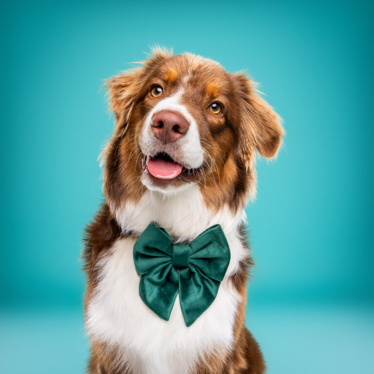 Berger Australien- Photo Chien Studio - Photographe : Cani Studio
