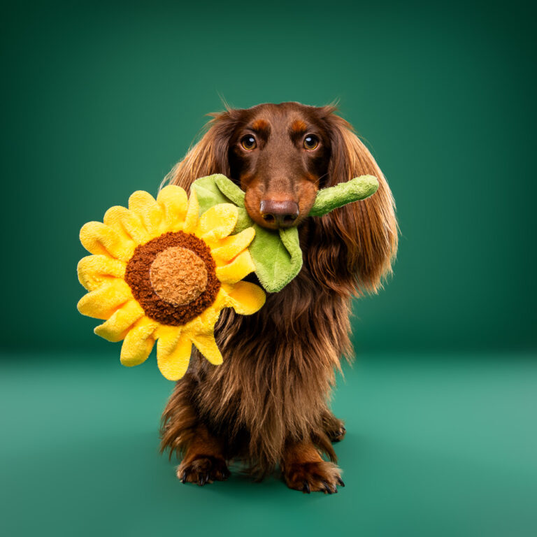 Teckel - Photo Chien Studio - Photographe : Cani Studio