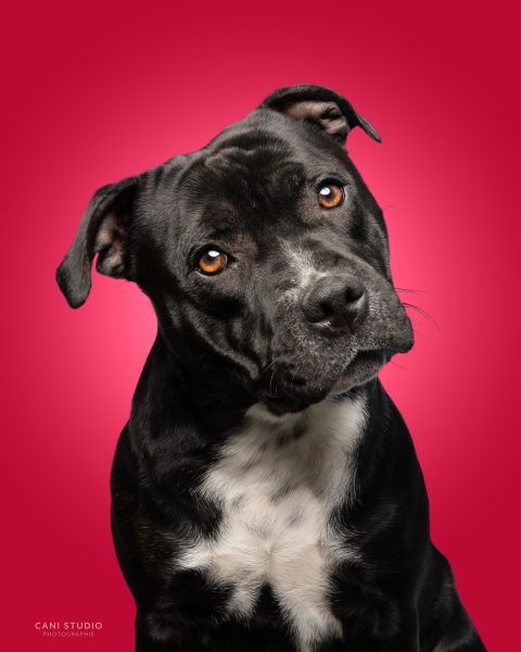 Photo de chien en studio sur fond coloré - Staffie