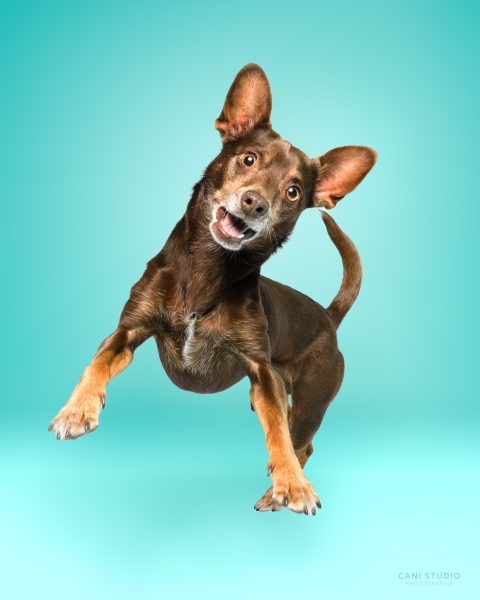 Photo de chien en studio sur fond coloré - Pinscher