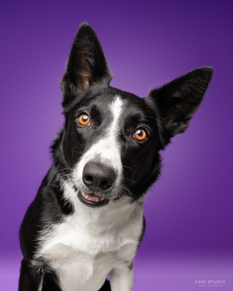 Photo de chien en studio sur fond coloré - Border Collie