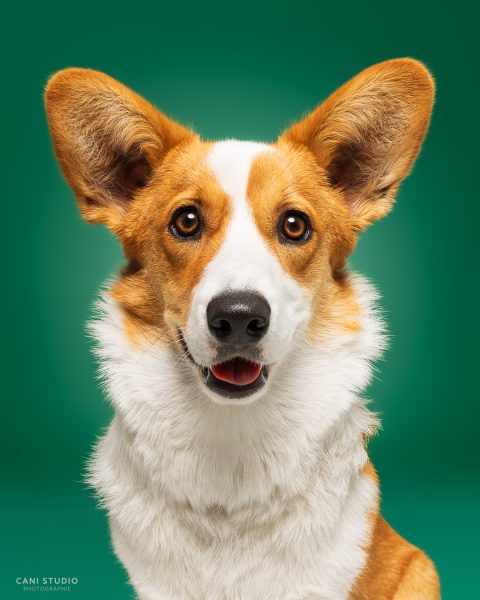 Photo de chien en studio sur fond coloré - corgi cardigan